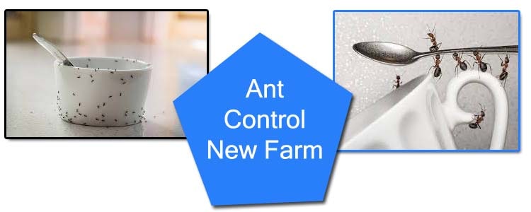 Ant Control New Farm